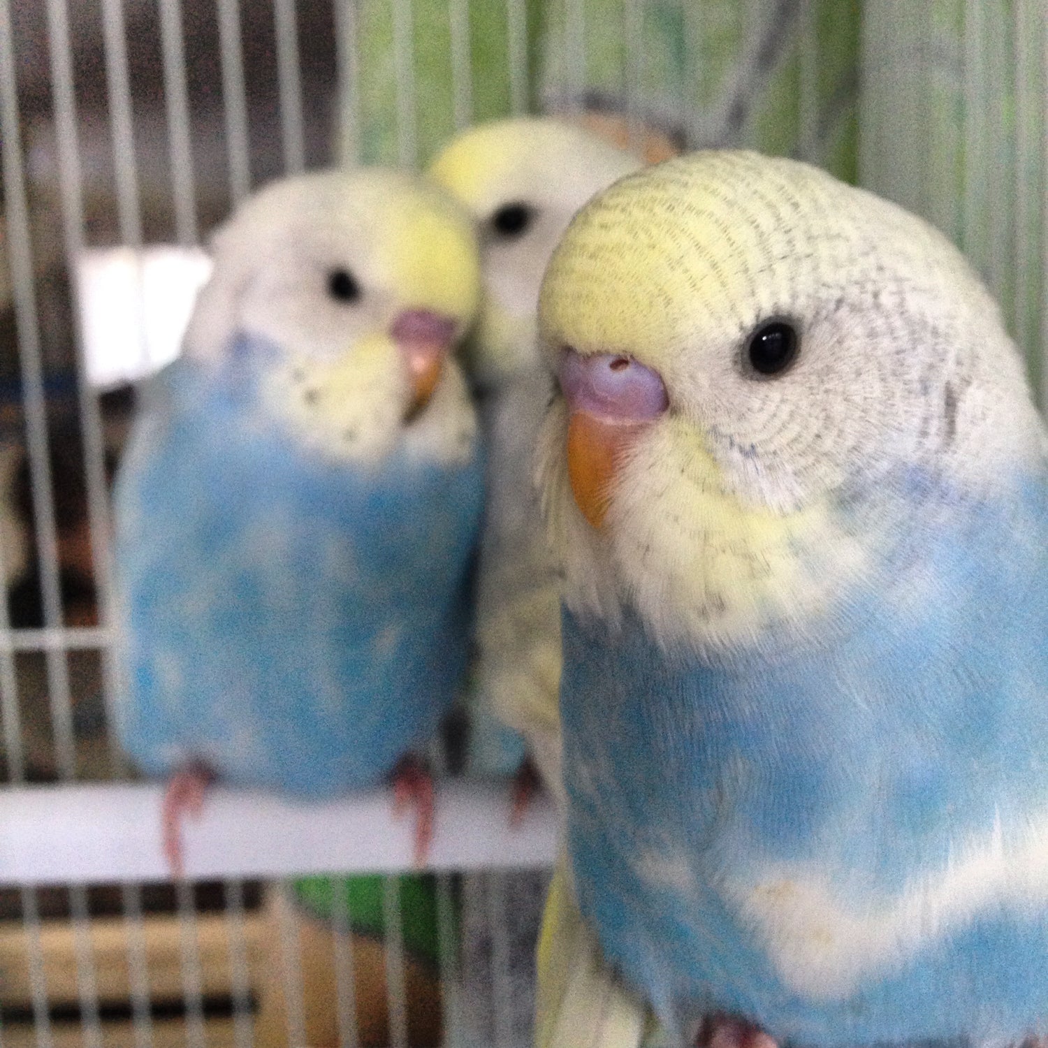 Bird Supplies