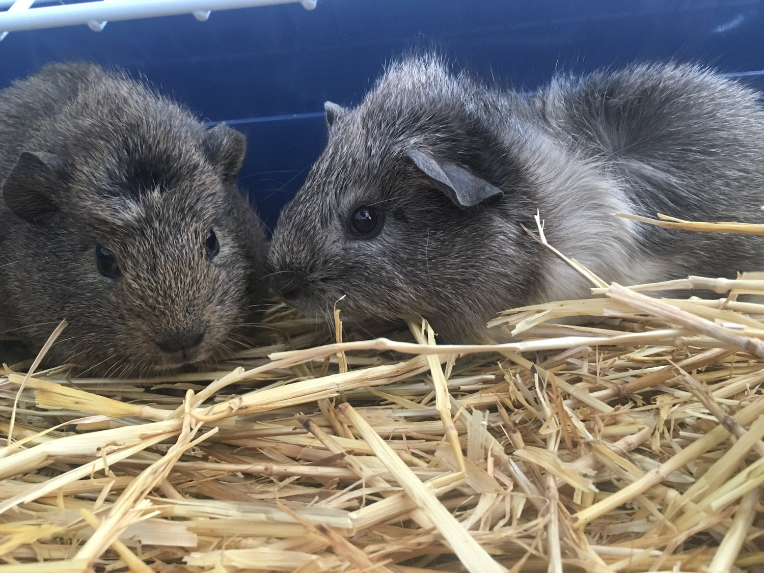 Guinea Pig Supplies