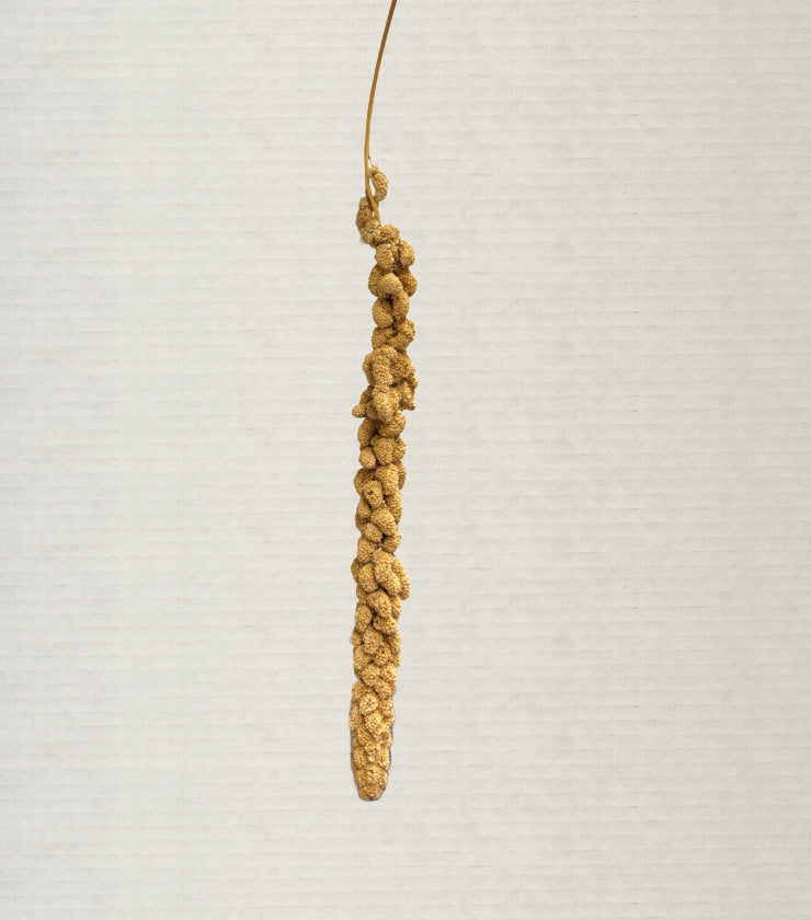 Millet