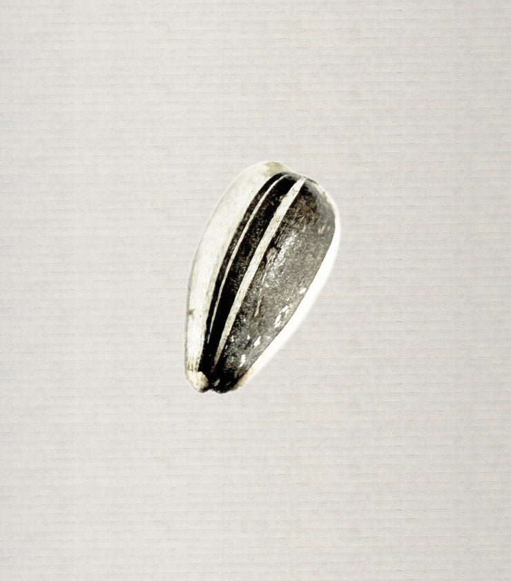 Sunflower Seeds